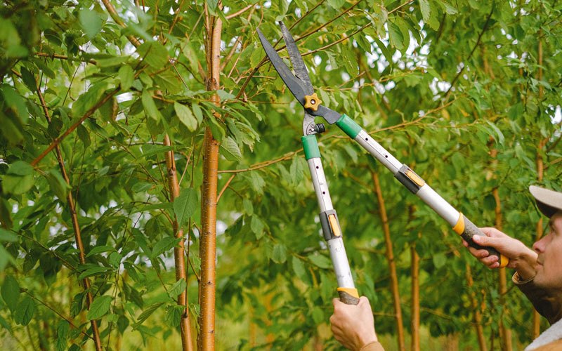 Tree trimming in Arnold, NE