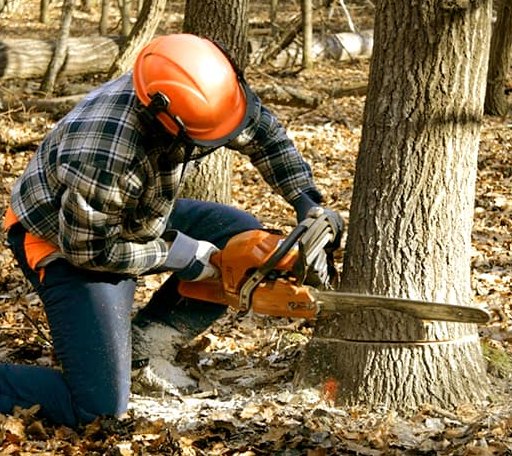 Tree Removal in Arnold, NE